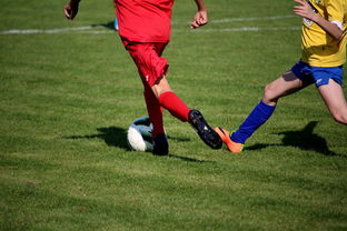 mk体育app-体育文化节活动预告，体育文化节活动流程